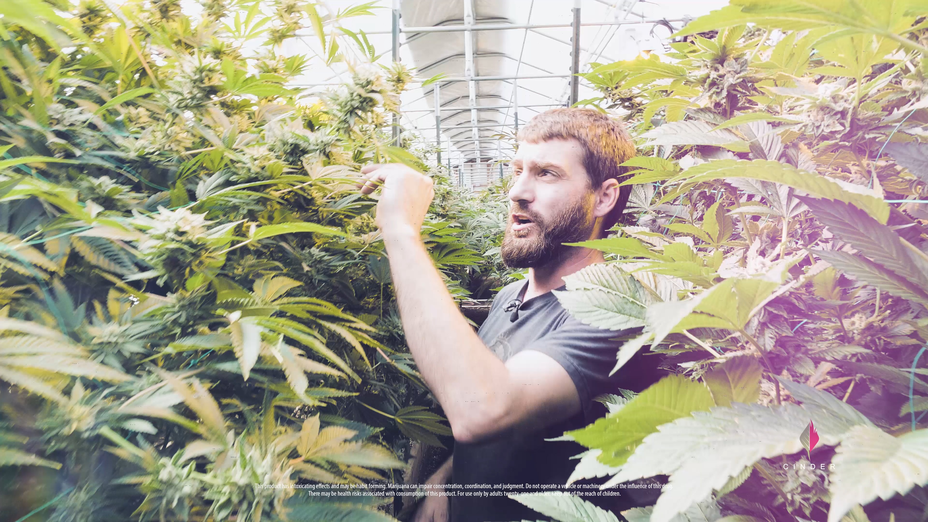 Man Standing Between Cannabis Plants