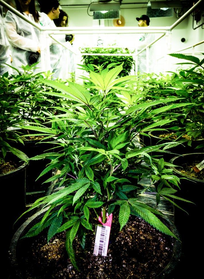 Cannabis Flower in Growing Tank