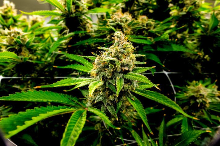 Macro Lens, high quality marijuana weed