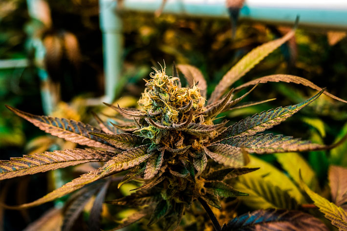 Cannabis Plant Bud
