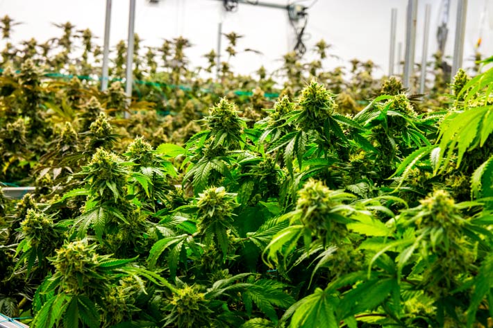 Bountiful Cannabis Plants