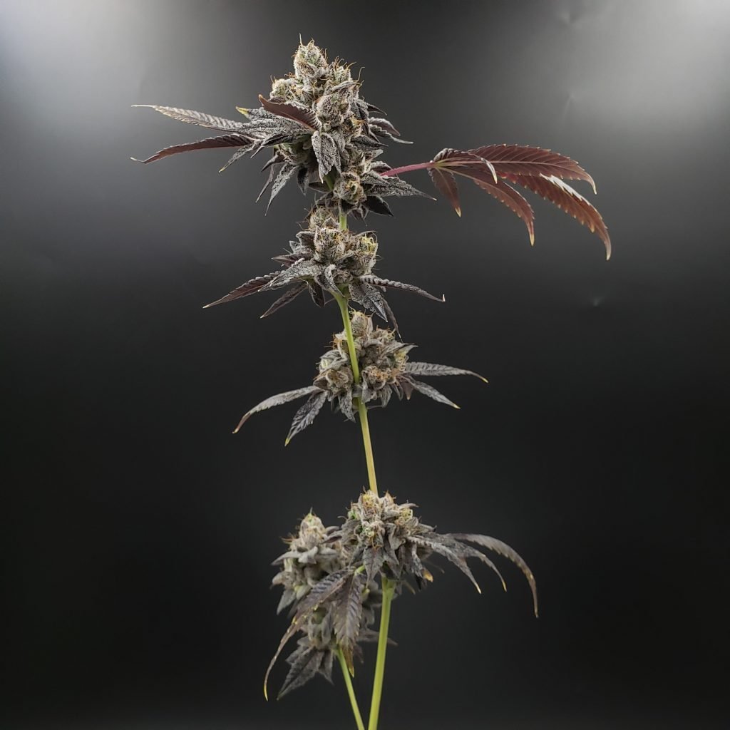CBD Runtz Cannabis Plant
