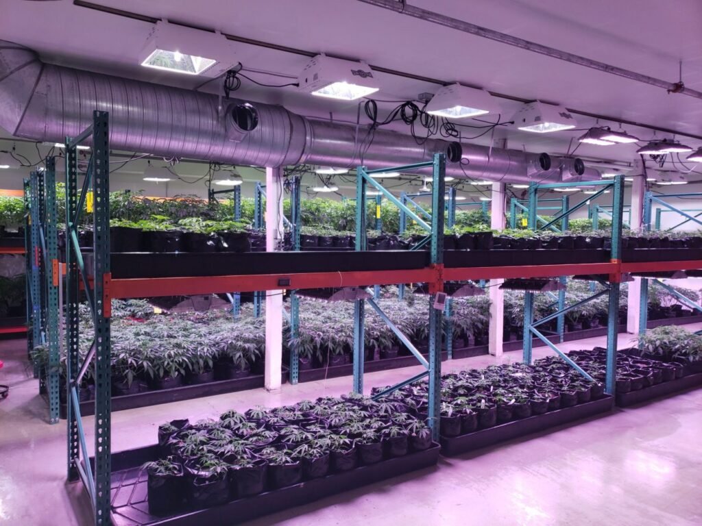 House of Cultivar Light Setup and Cannabis Plants on Shelves