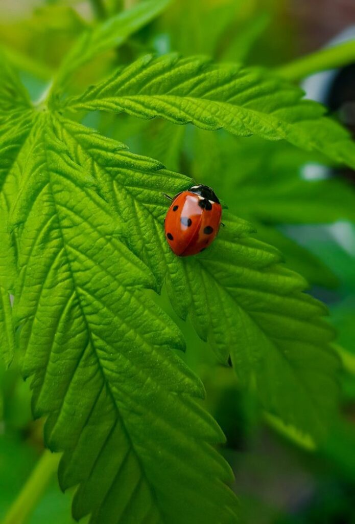 Ladybug on Cannabis Leaf