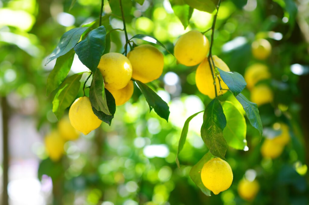 Lemons to Demonstrate Citric Acid Pesticides