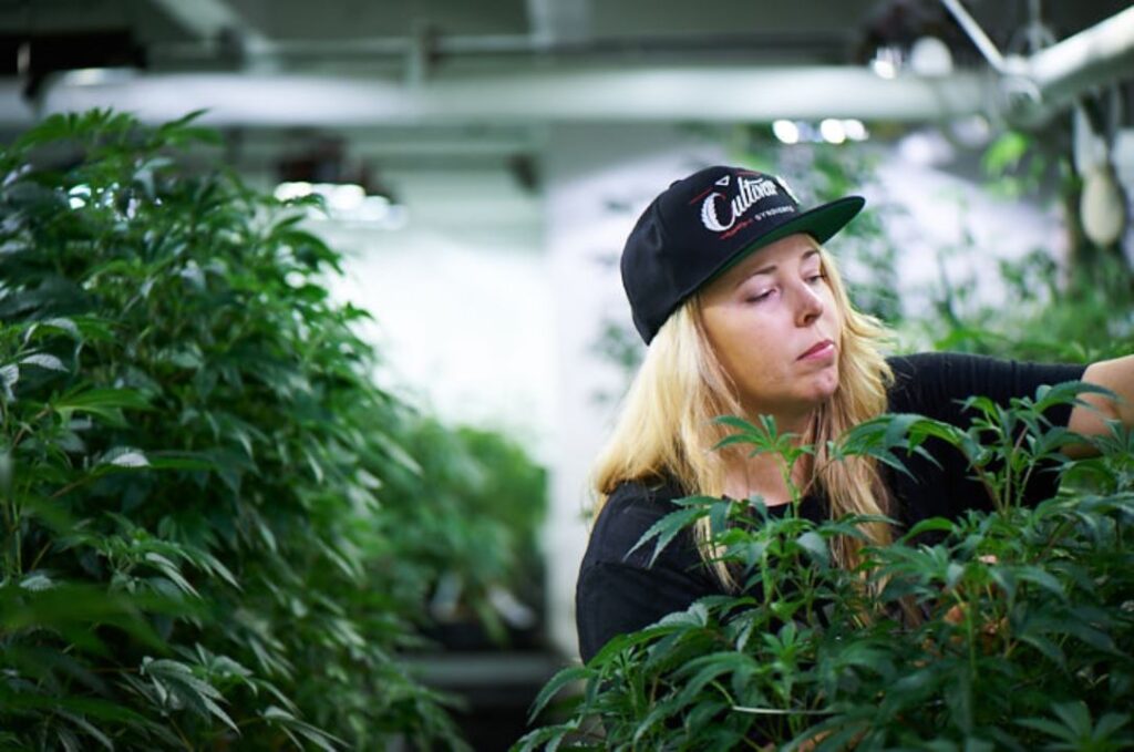 House of Cultivar Cannabis Cultivator Tending to Plants