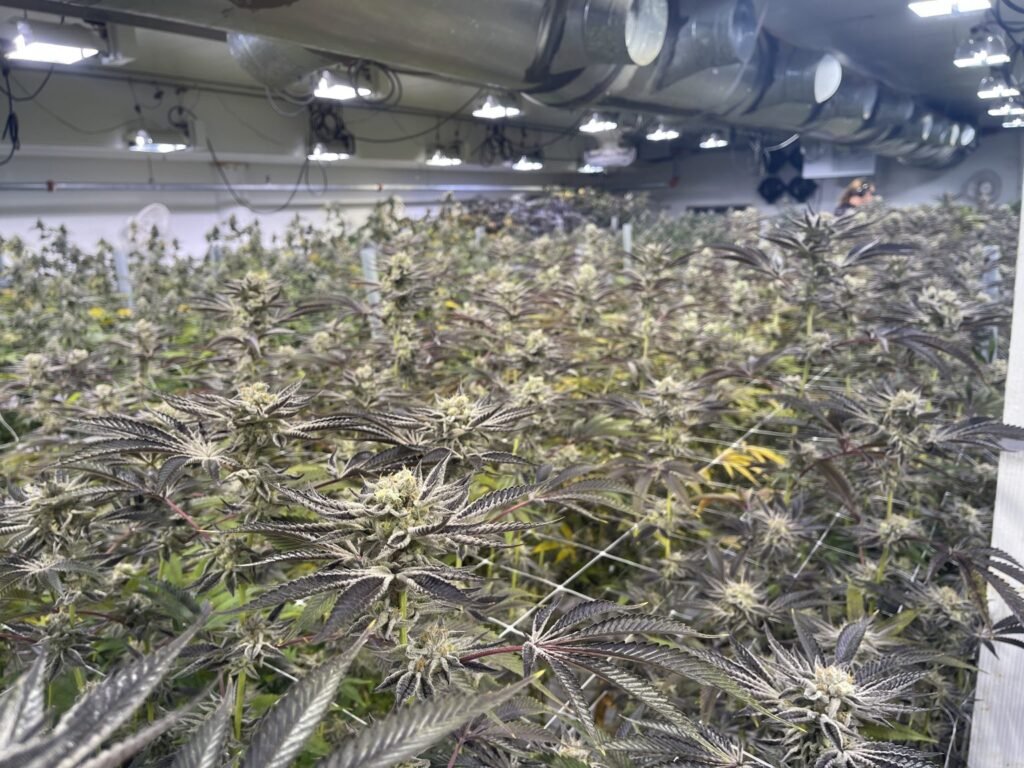 House of Cultivar Cannabis Canopy
