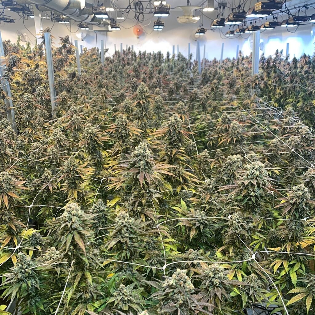 House of Cultivar Indoor Cannabis Canopy