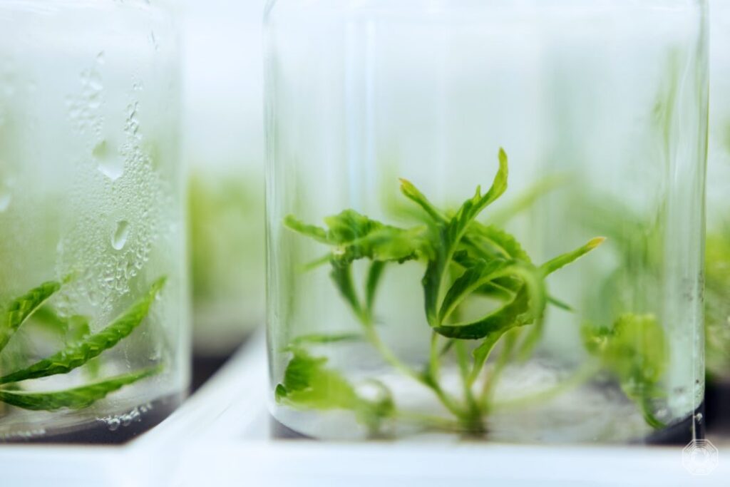 Cannabis Tissue Culture Growing in Jar