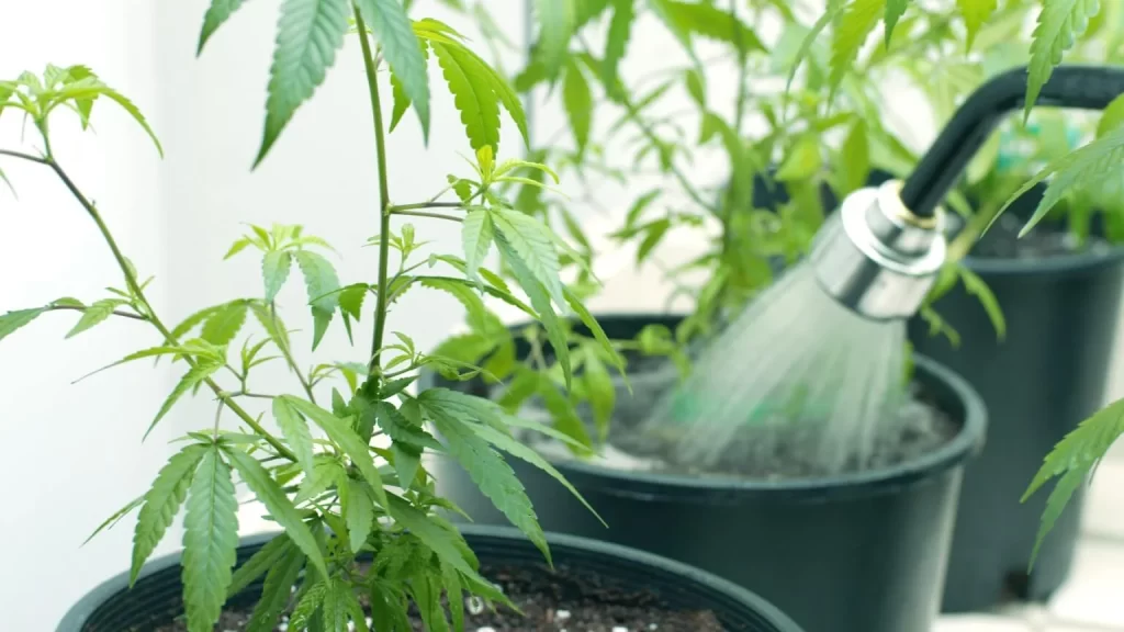 Flushing Cannabis Plants With Water