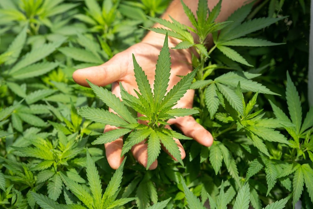 Cannabis plant with hand underneath
