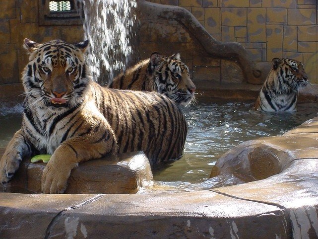 Tigers at Cat Tales