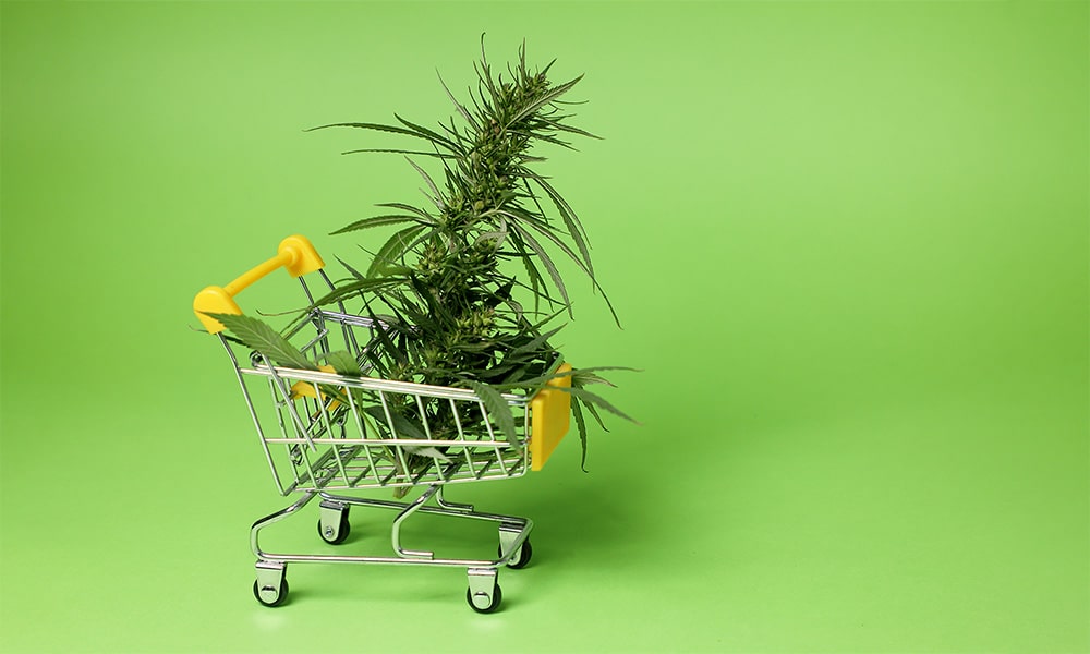 Weed Cannabis Marijuana Bud in a Tiny Shopping Cart on a Green Backdrop