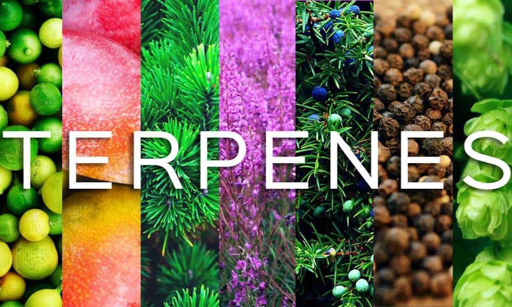 Terpenes 101 | What Are They & What Do They Do?