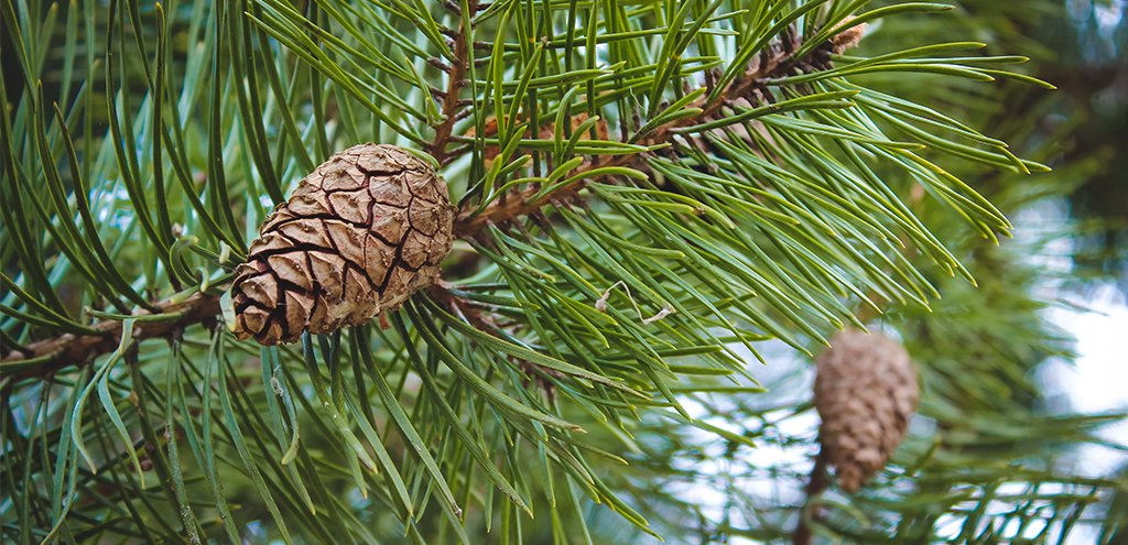 Pine to Represent the Terpene Pinene