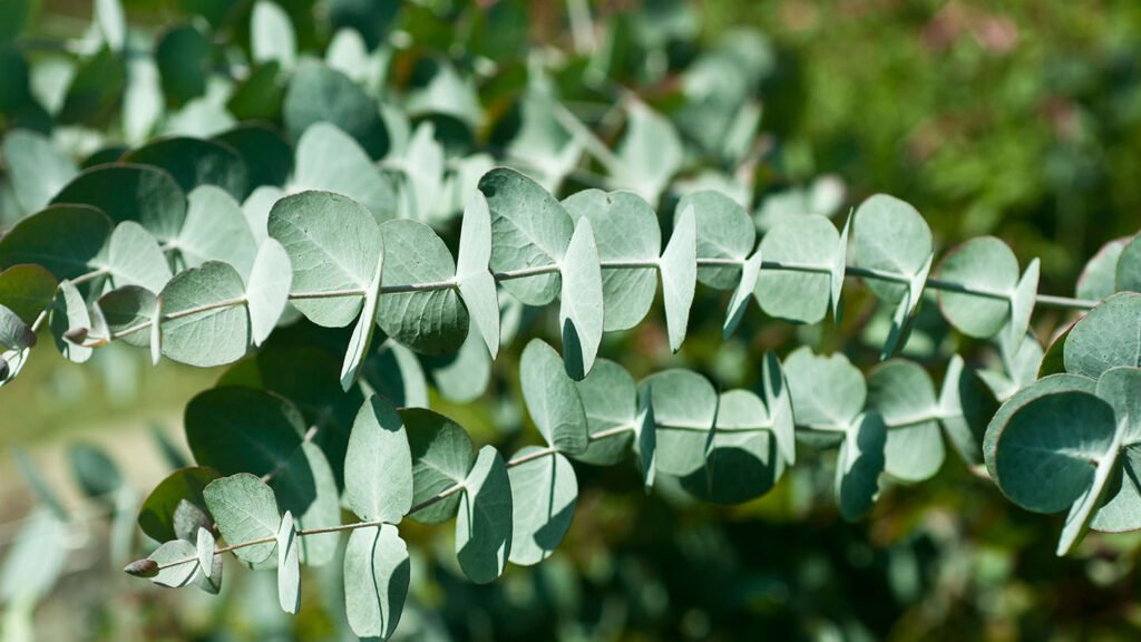 Eucalyptus to Represent the Terpene Eucalyptol
