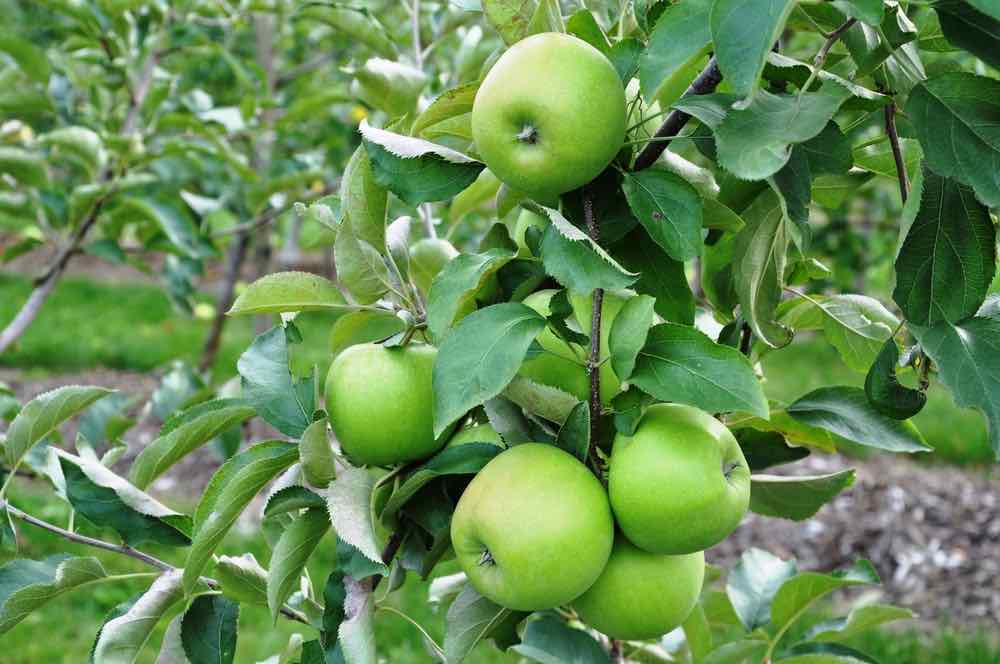 Green Apples to Represent the Terpene Farnesene