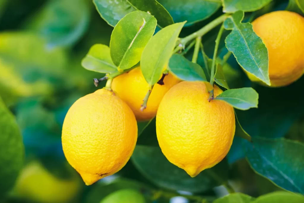 Lemons to Represent the Terpene Limonene