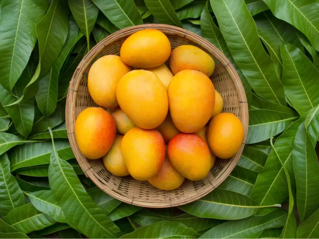 Mangoes to Represent the Terpene Myrcene
