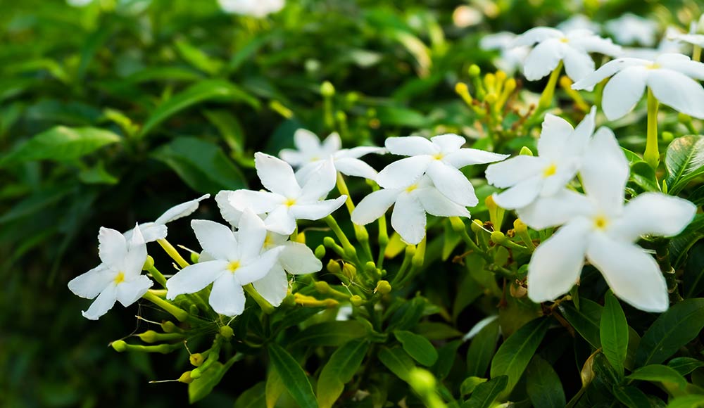 Jasmine Flowers to Represent the Terpene Nerolidol