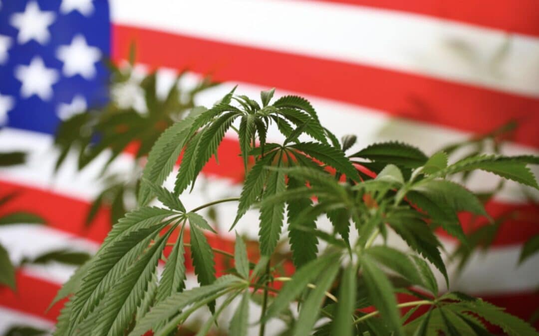 4th of July | Celebrate With Weed & Stay Safe This Fire Season