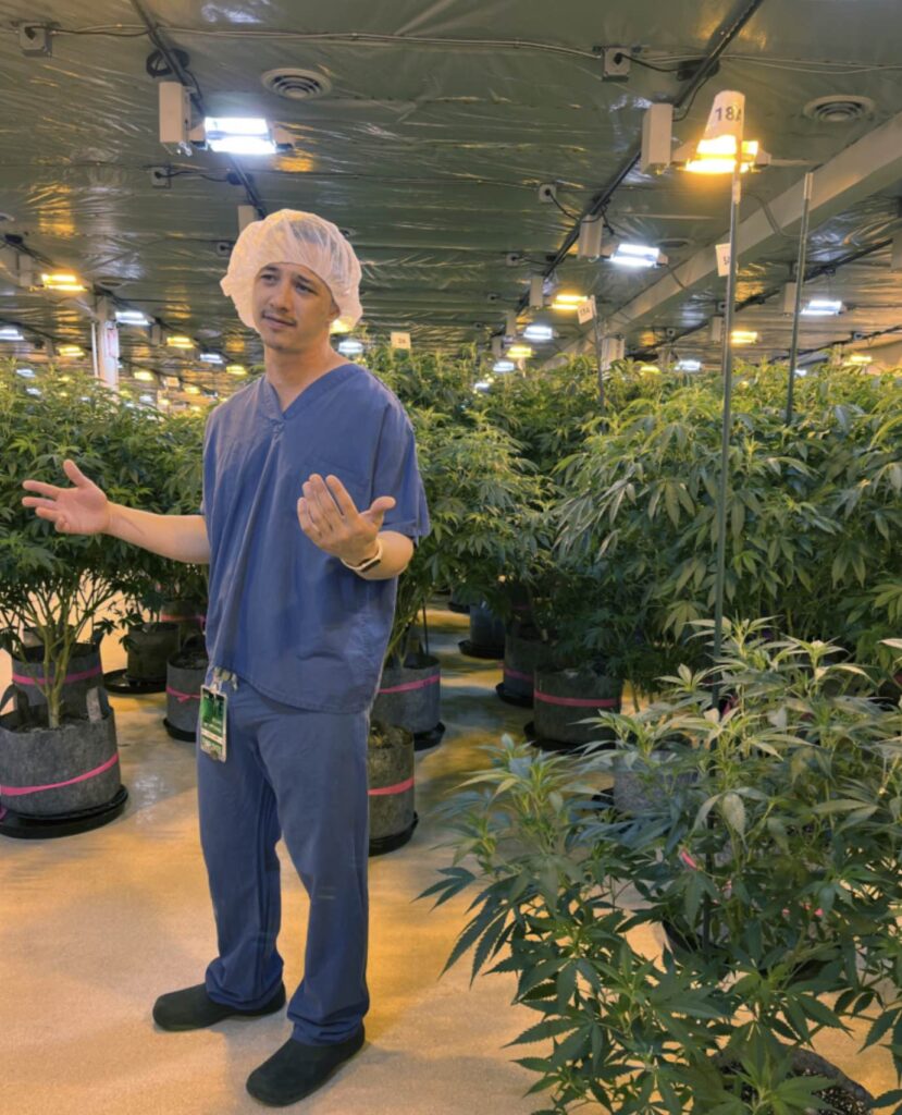 Employee at Phat Panda in a Room Full of Cannabis Plants