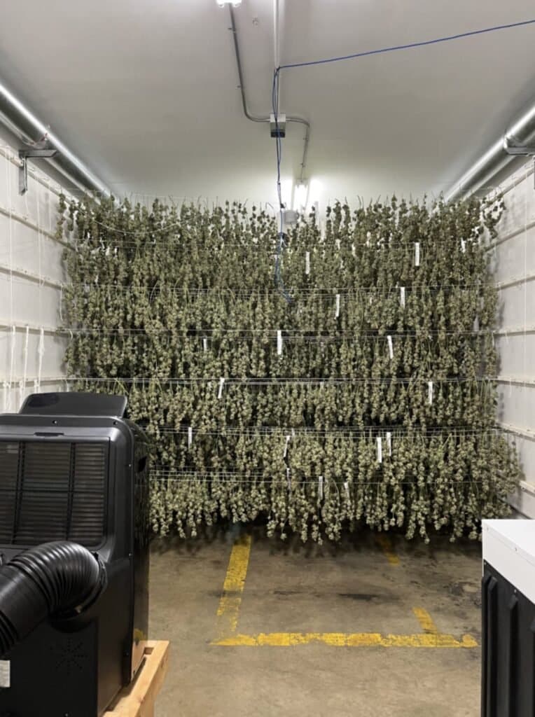 Cannabis Weed Plants Hanging Up Drying