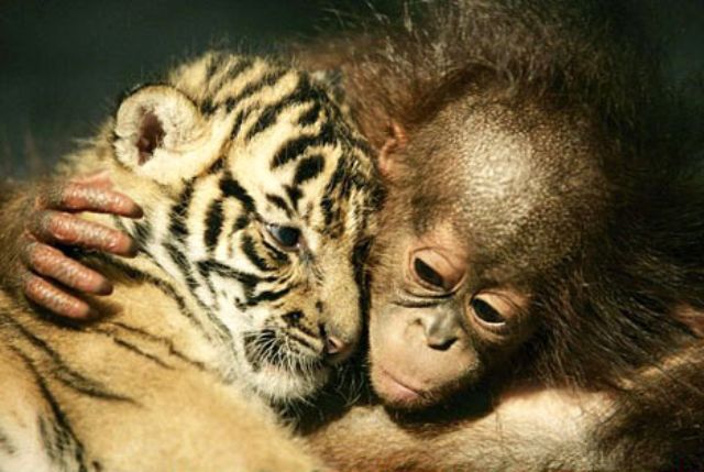 Baby Sumatran Tiger and Orangutan