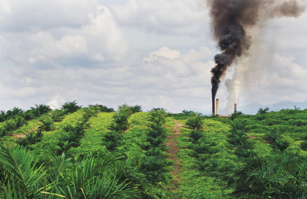palm oil plantation with black and white smoke stack in the background