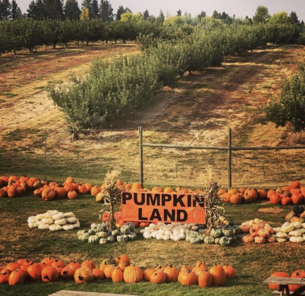 Pumpkin Land at Beck's Harvest House