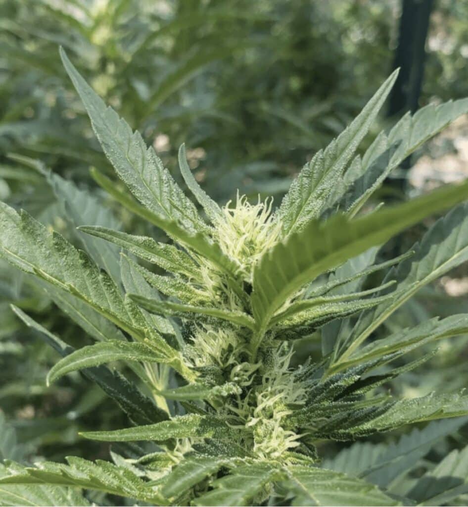 Cannabis Plant at LX Farms
