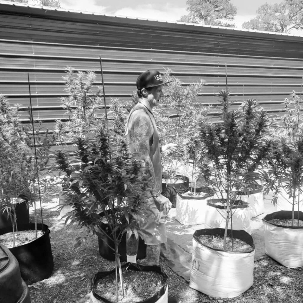 Grower Amidst Cannabis Plants at LX Farms