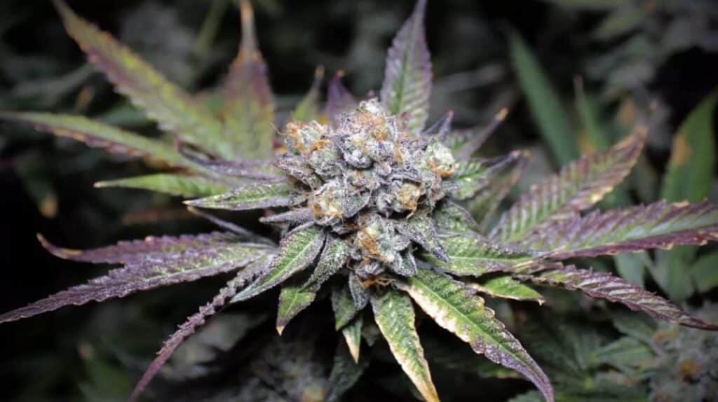 Do-Si-Dos Cannabis Plant