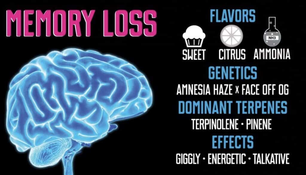 Memory Loss Cannabis Strain from Root Down