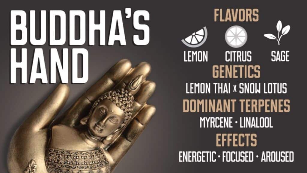 Buddhas Hand Cannabis Strain from Root Down