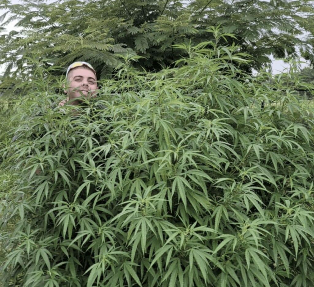 Teddy Segura Master Grower at t-n-a farms among cannabis plants