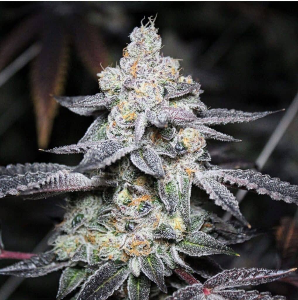 Do-Si-Dos Cannabis Strain from Blue Roots Cannabis Co. Washington