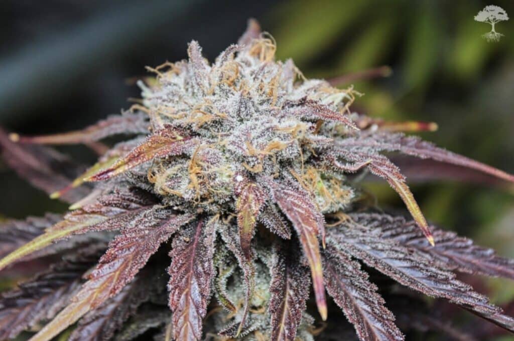 Grape Ape Cannabis Strain from Blue Roots Cannabis Co. Washington