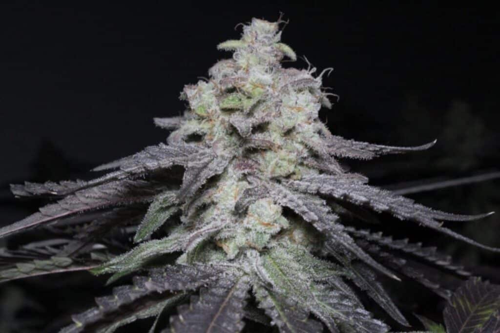 MAC Cannabis Strain from Blue Roots Cannabis Co. Washington