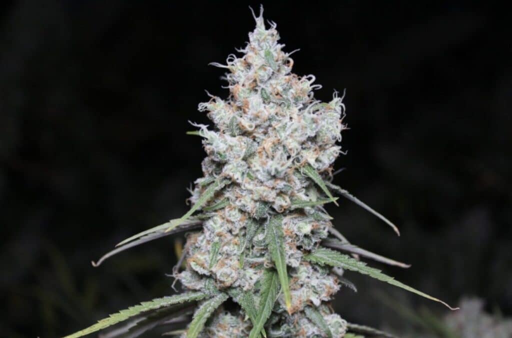 THC Bomb Cannabis Strain from Blue Roots Cannabis Co.
