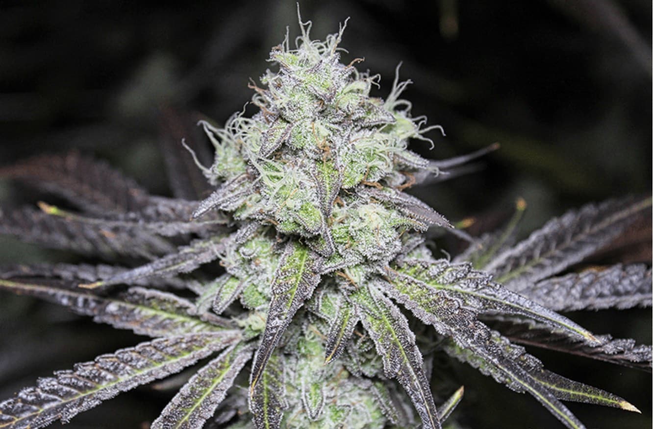 Pebble Cake Cannabis Strain from Blue Roots Cannabis Co. Washington