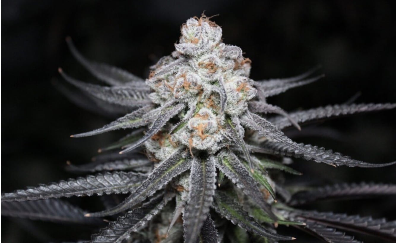 Purple Punch Cannabis Strain from Blue Roots Cannabis Co. Washington