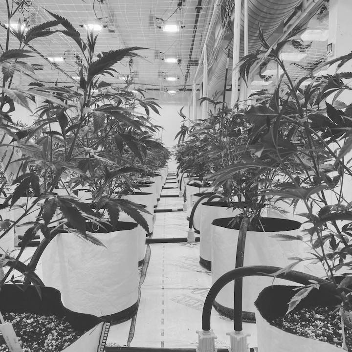 Cannabis Grow at Good Earth