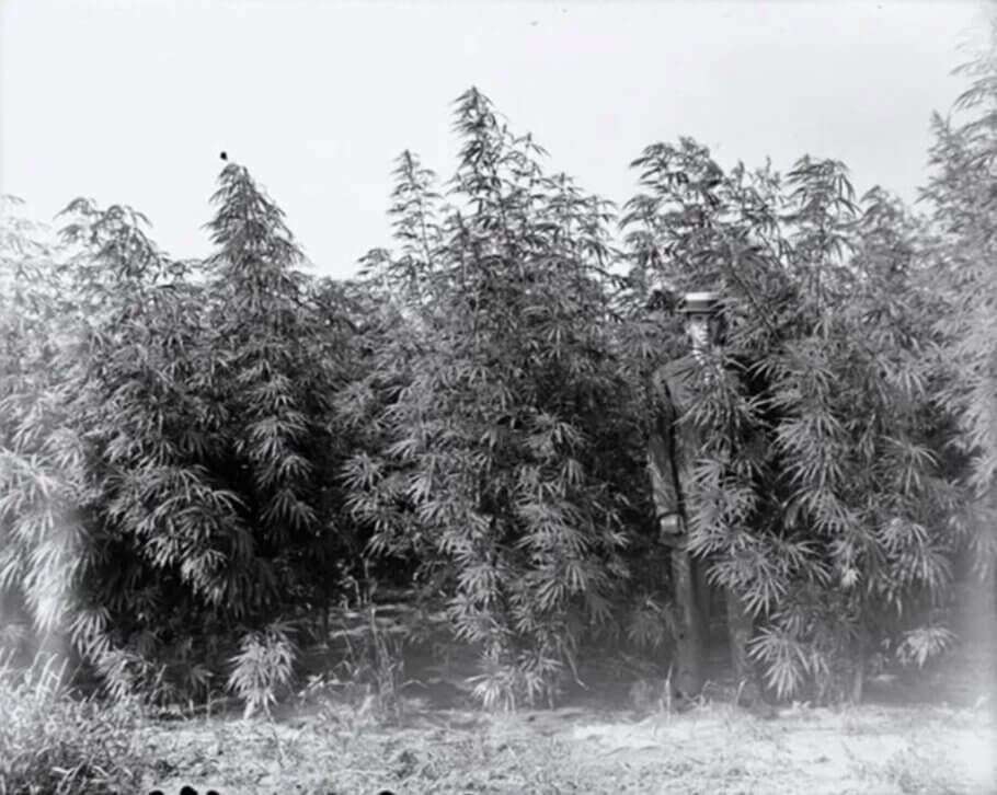 A man wearing a suit and a straw hat standing amongst hemp plants in a field. Wisconsin, 1912