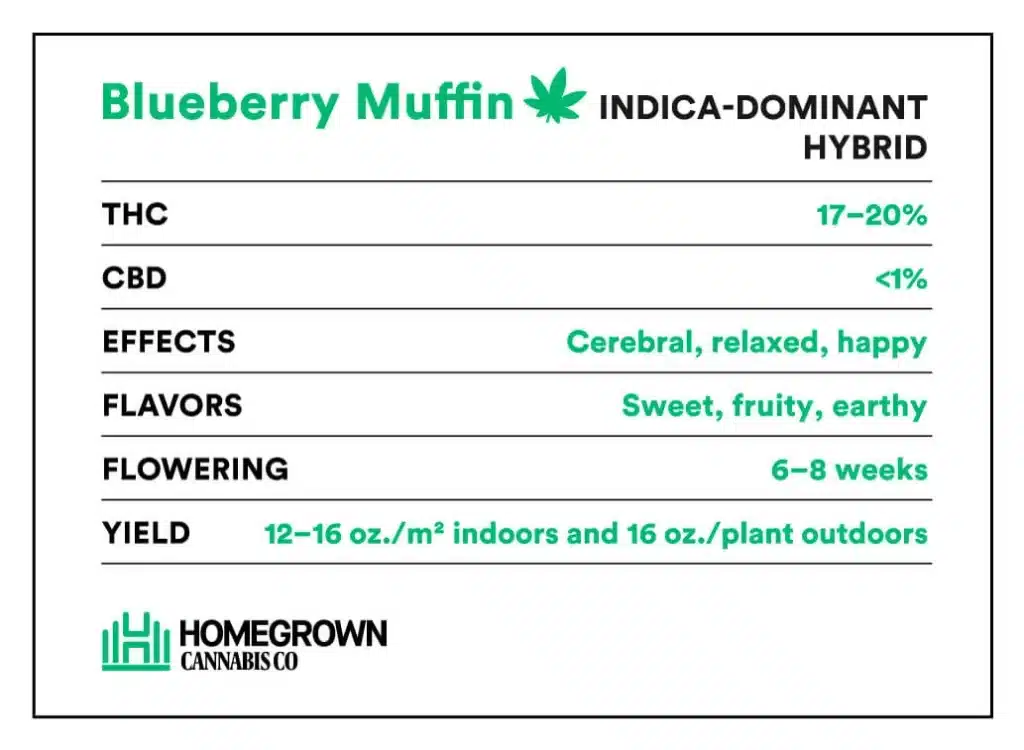 Blueberry Muffin Cannabis Strain