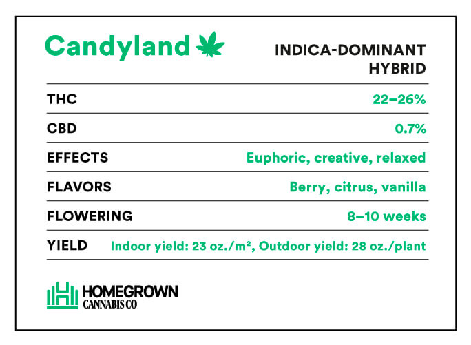 Candyland Cannabis Strain