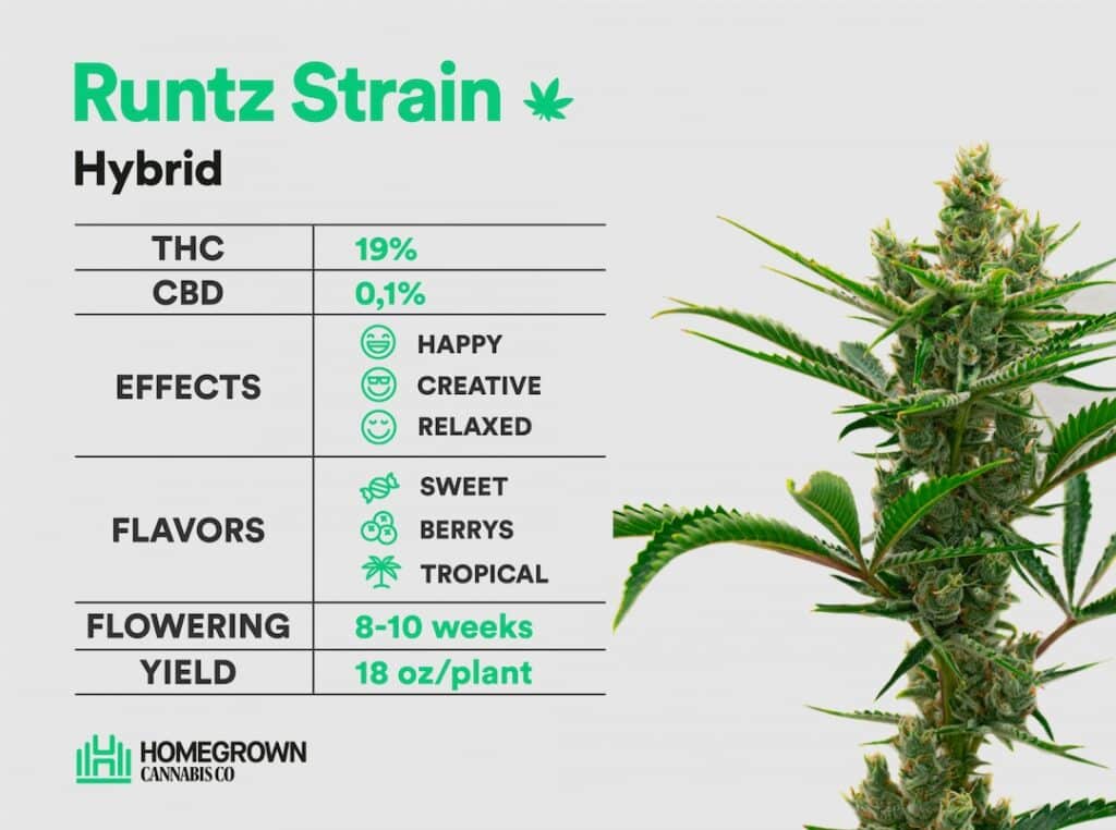 Runtz Cannabis Strain