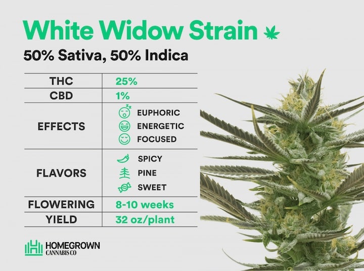 White Widow Cannabis Strain