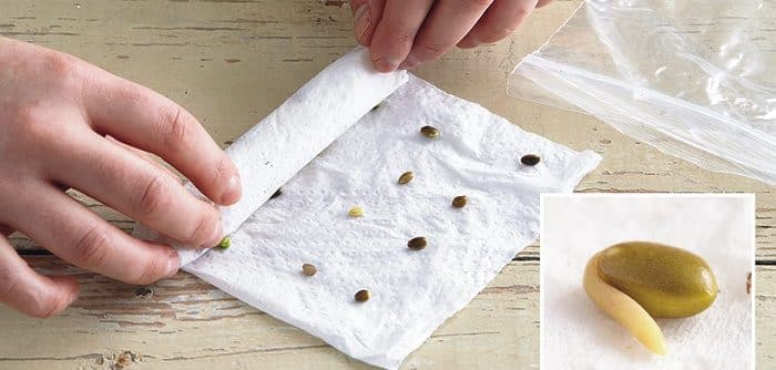 Germinating Cannabis Seeds in a Plastic Bag With a Wet Paper Towel