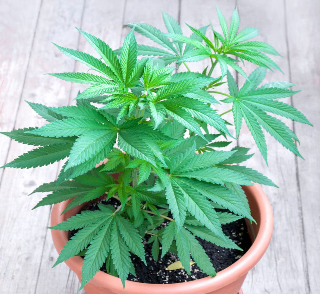 Cannabis Mother Plant